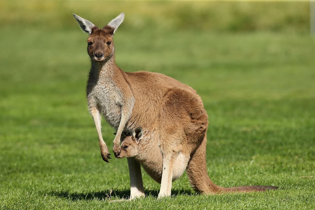 PERTH, AUSTRALIA - OCTOBER 17: A kangaroo and it's joey sit on the 6th fairway during day one of the Perth International at Lake Karrinyup Country Club on October 17, 2013 in Perth, Australia. (Photo by Paul Kane/Getty Images)
