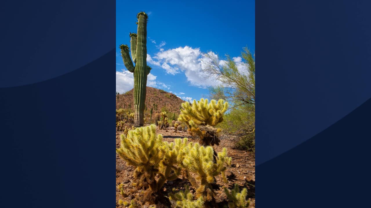 La planta usualmente se ve en colonias grandes y densas.
<br>