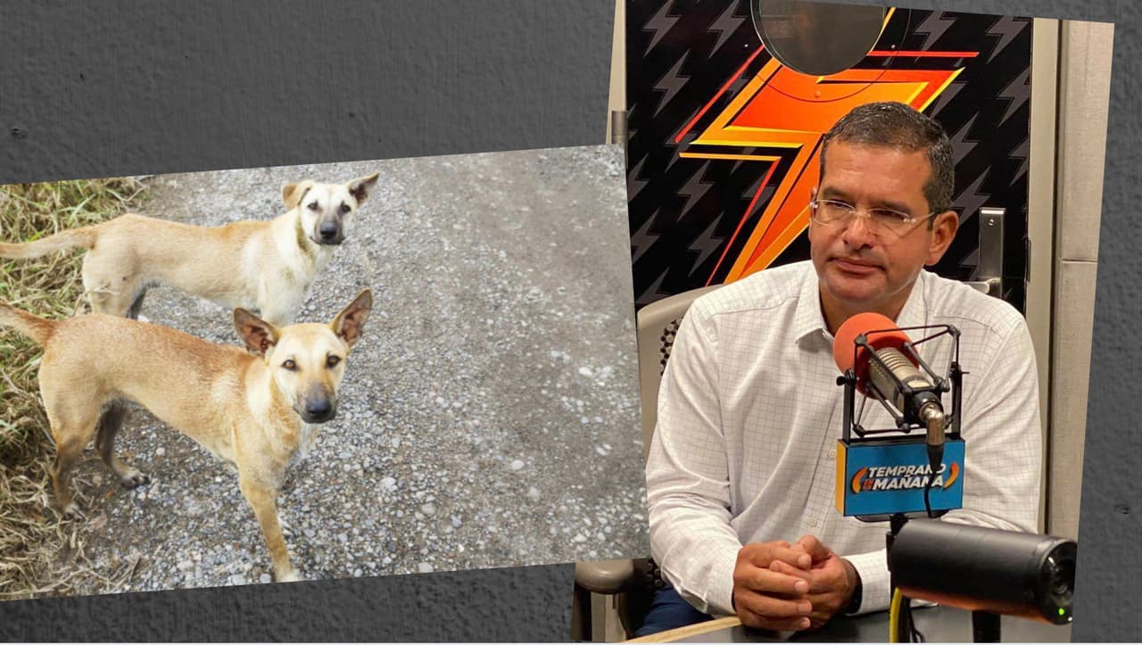 Animales realengos por toda la Isla: Piden explicación sobre promesa que hizo Pierluisi hace un año para atender el problema 