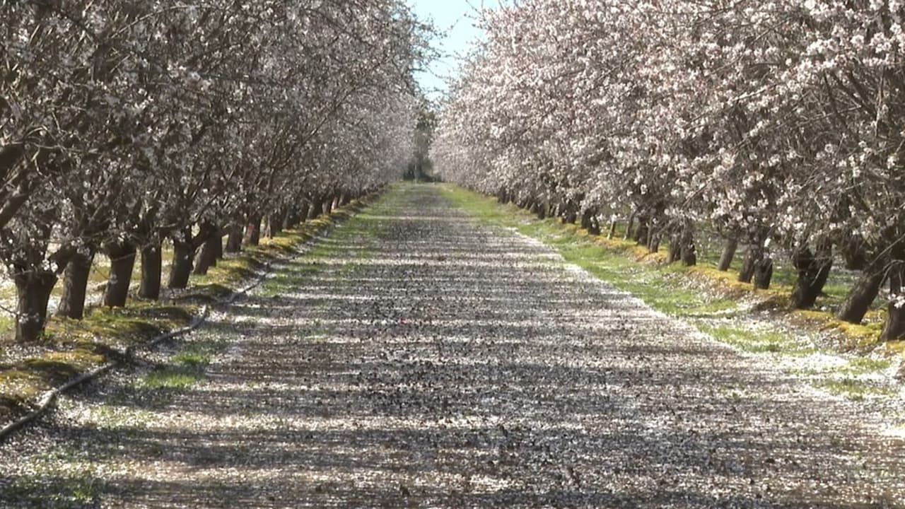 A lo largo de casi 70 millas del Blossom Trail puedes disfrutar paisajes inolvidables.