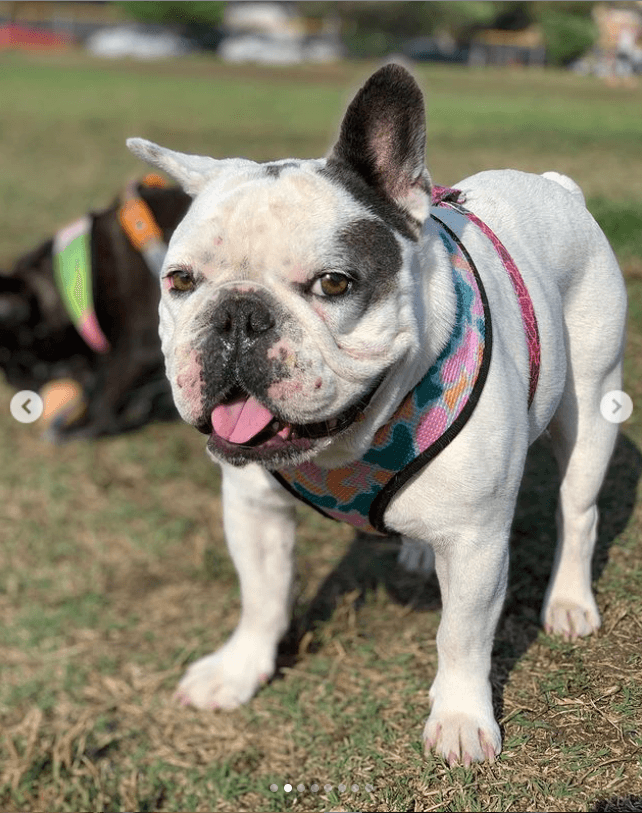 Los bulldog francés son muy populares y cotizados. Según información de BBC News, pueden costar entre 2,000 y 10,000 dólares.