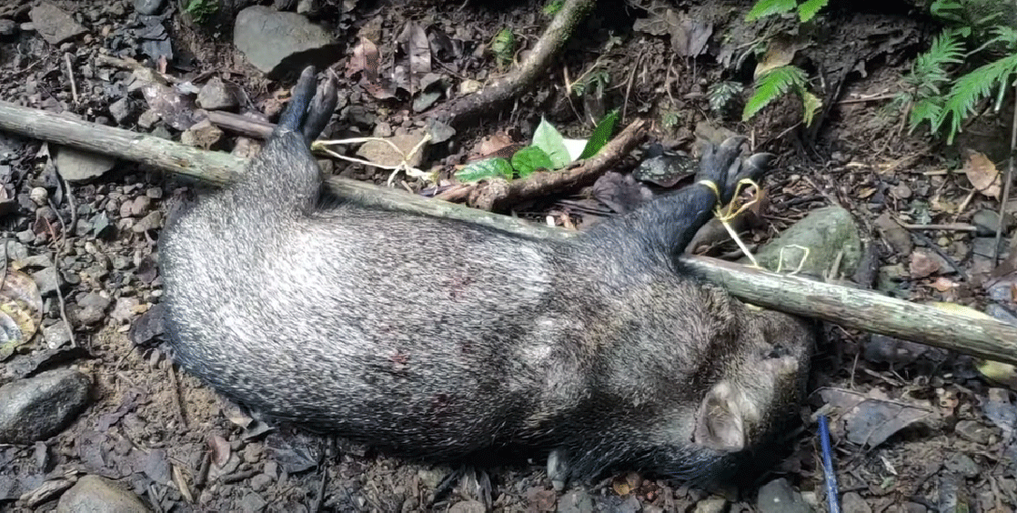 Hombres cazan pequeños animales salvajes patra poder comer y sobrevivir su travesía por la selva