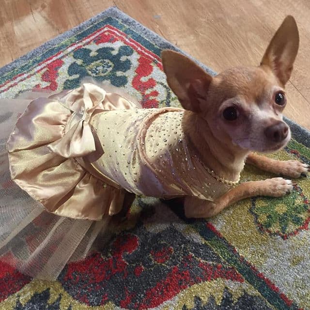 Honey Berry también está de gala para esta linda celebración.