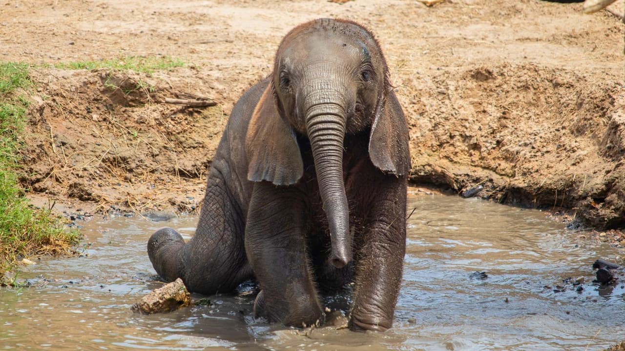 Un día en el zoológico puede ser la aventura perfecta para toda la familia este verano, y por solo un dólar, es difícil resistirse.