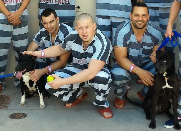 Visita canina para los ex militares presos en cárcel de Arpaio