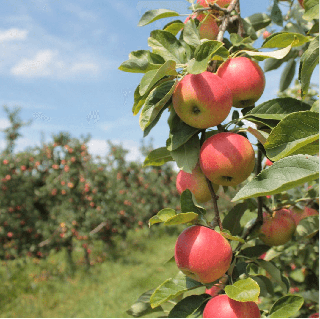 <b>Weaver's Orchard</b> ofrece casi 30 variedades de manzanas diferentes solo y muchas opciones de recolección diferentes durante todo el año
<br>
<br>
<b>Cuándo</b>: desde ahora hasta principios de noviembre, de 9 a.m. a 6 p.m. Lunes a viernes de 8 a.m. a 4 p.m. los sábados. Domingos cerrado. Asegúrate de llegar al menos media hora antes de la hora de cierre.
<br>
<br>
<b>Conducir desde Filadelfia</b>: 1 hora (40 Fruit Lane, Morgantown)
<br>
<br>