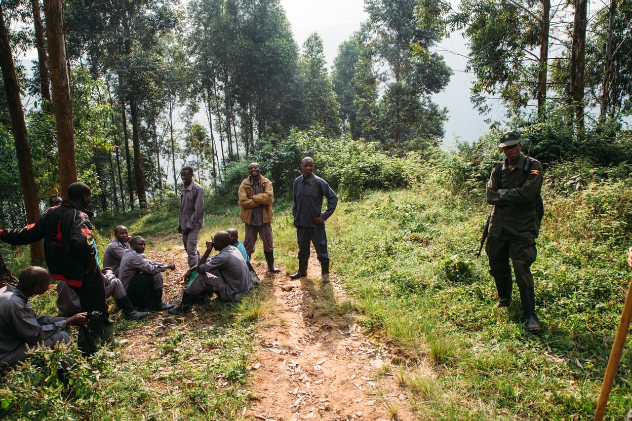 Hace sólo unos pocos años que las comunidades locales comenzaron a proteger a estos primates, al comprender que su economía se puede beneficiar a través de empleos en torno a la conservación y ecoturismo -como guías turísticas, rastreadores, etc.