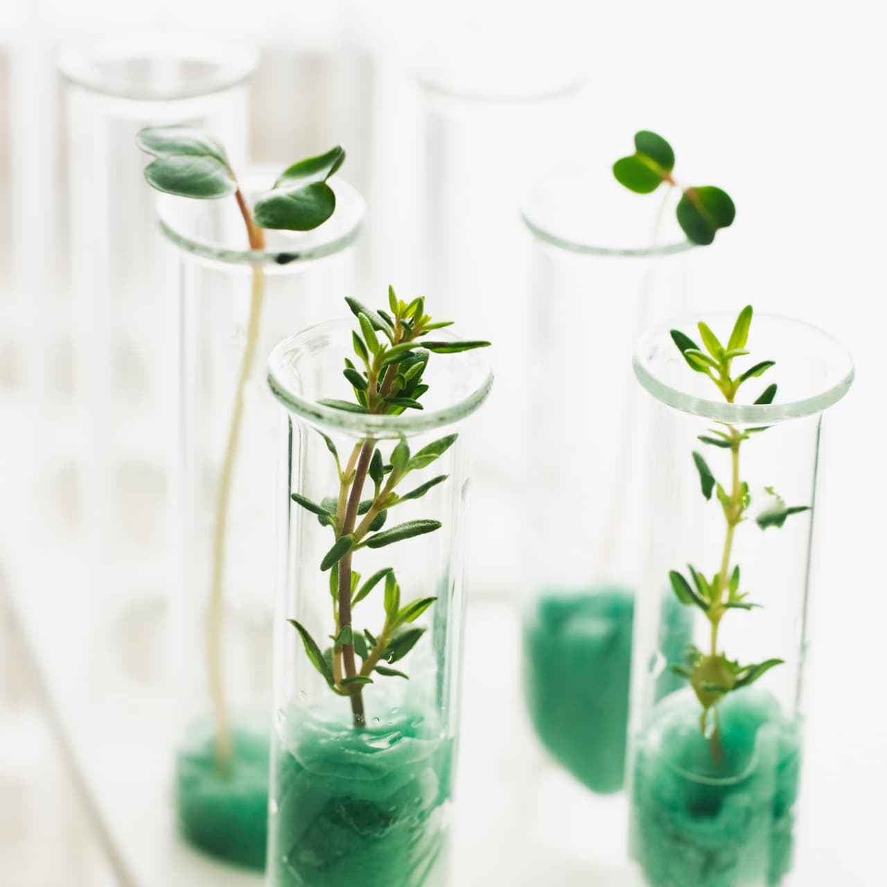 Es como una planta. La siembras y debes esperar que eche raíces, crezca, florezca y de frutos. Si no la atiendes y te desesperas, y esperas sembrar un lunes una mata de aguacate y estar comiendo los frutos al día siguiente, te llevarías un gran chasco.