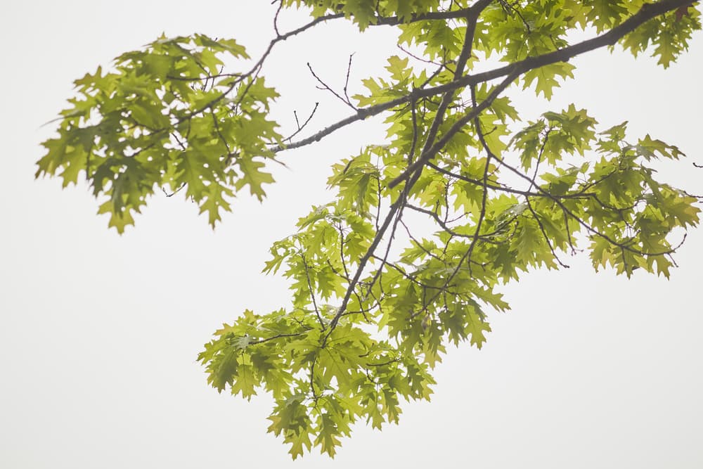 Si no tienes pino, puede ser la rama de otro tipo de árbol grande, fuerte, robusto, como el roble.