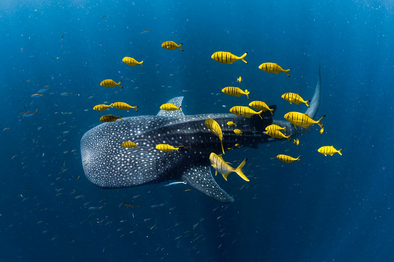 Un tiburón ballena rodeado por un banco de jureles dorados juveniles en el arrecife Ningaloo, Australia Occidental. Tercer lugar el la categoría ‘portafolio colectivo’.