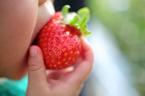 <a href="https://blessingtonfarms.com/"><b>Blessington Farms</b></a>
<b> - Simonton, Texas</b> 
<br>Esta finca cuenta con un sistema de “Aprenda mientras elige”. Tienen un sistema de cultivo hidropónico vertical Hydro-Stacker y los niños pueden aprender sobre estas técnicas de agricultura. La temporada de cultivo es de diciembre a mayo.