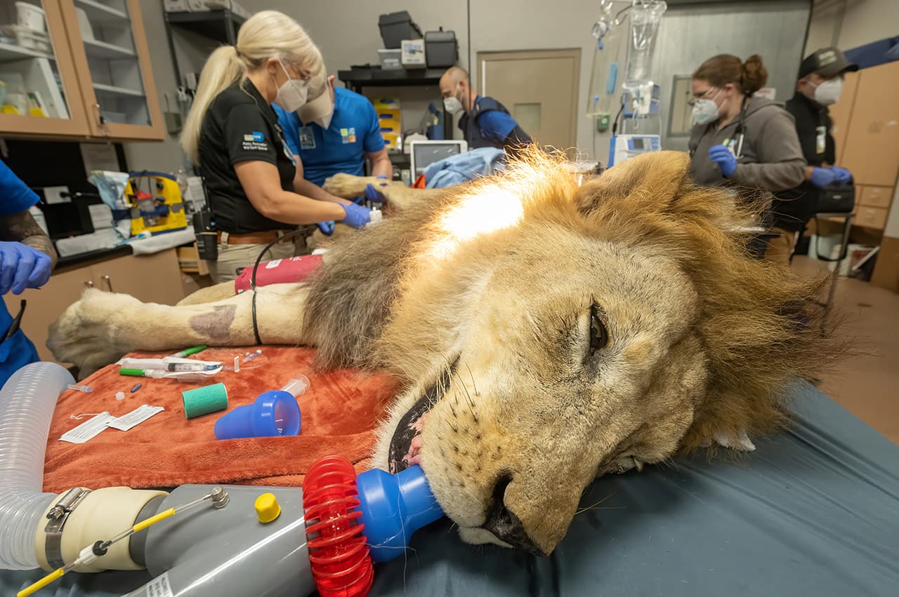 Así fue captado un león mientras se encontraba bajo el efecto de la anestesia para un examen y tratamiento dental.