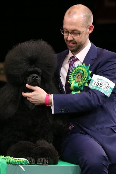 Y aunque no dudamos ni un segundo de que 'Ricky' sea el mejor, tenemos algunos otros caninos que también hubieran salido muy bien junto al trofeo.