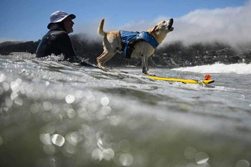 Para otros perros 
<b><a href="https://www.univision.com/local/san-francisco-kdtv/surfista-escribe-ayuda-con-rocas-y-logra-que-lo-rescaten-video" target="_blank">surfistas</a></b>, como este que se llama "Charlie Surfs Up", sí, así, era importante soltar su ladrido de guerra antes de comenzar a desafiar las olas.