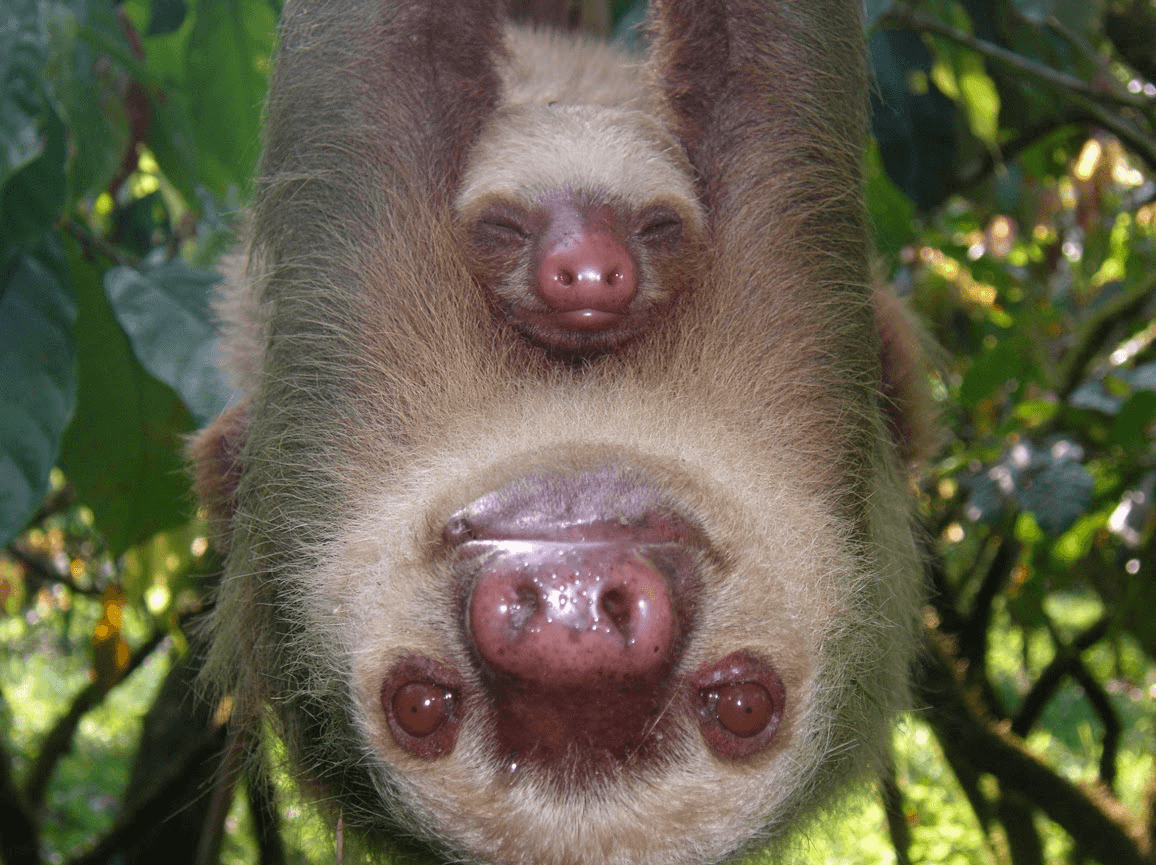 Los perezosis son estos mamíferos capaces de controlar su temperatura interna pues tienen necesidades energéticas inferiores a los koalas, monos aulladores y pandas, reveló un reciente estudio de la Universidad de Wisconsin publicado en la revista The American Naturalist.