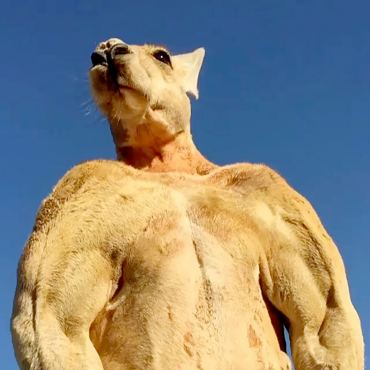 Miles de personas expresaron en redes sociales sus condolencias por el fallecimiento del canguro Roger, un musculoso marsupial de 196 libras (89 kilogramos) y 5.9 pies (182 centímetros) de altura que fue conocido por las fotografías
<a href="https://www.instagram.com/thekangaroosanctuary/?utm_source=ig_embed">publicadas por sus cuidadores en Instagram</a>, que se viralizaron en todo el mundo.