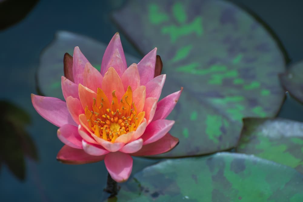 La culminación del crecimiento del loto es así, una hermosa flor; el fin último de la búsqueda espiritual del ser humano es el despertar y la iluminación, buscando crecer como persona y estar en contacto con el Universo.