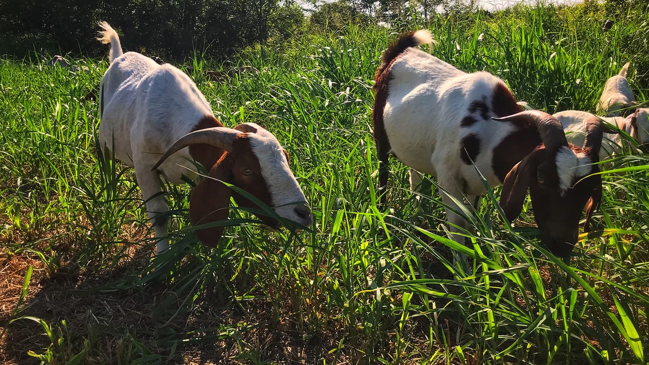 De acuerdo con Houston Arboretum & Nature Center, las cabras reemplazan a los búfalos, su alimentación y fertilización del suelo crean un ecosistema más saludable y sostenible.
<br>