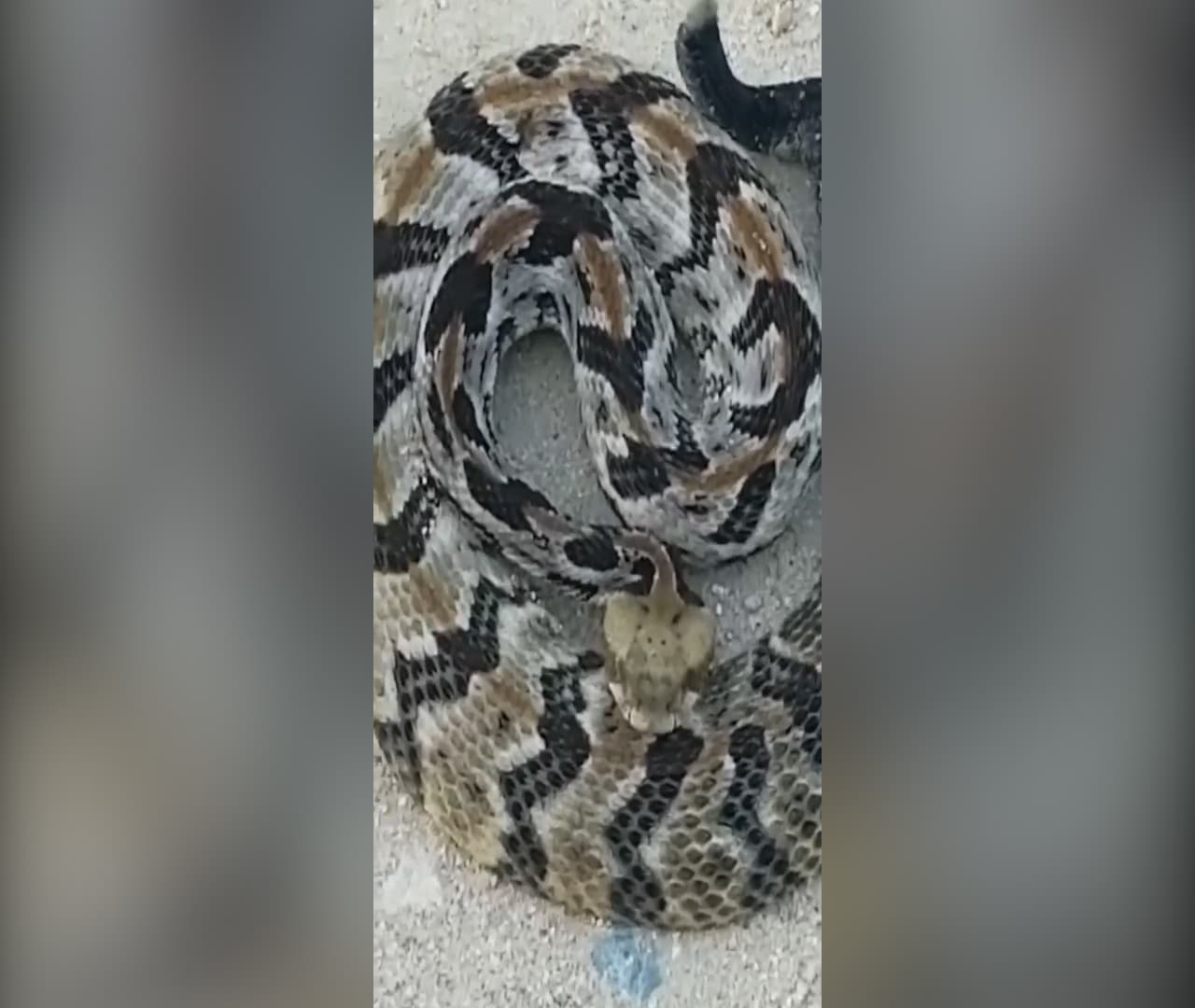 Advierten al público sobre serpientes tras encontrar víbora venenosa en casa de Georgia