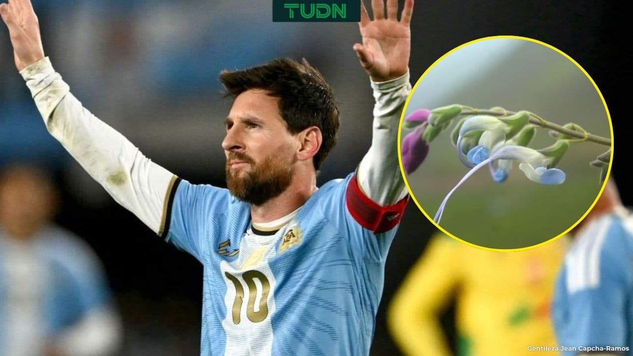 Descubren planta con una flor albicleste y la nombran 'Salvia messii' en honoar a Leo Messi