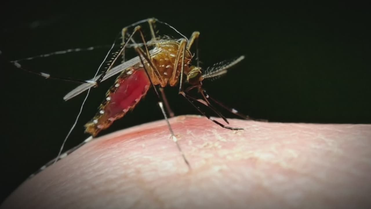 Florida encabeza brote de dengue en EEUU: médico explica causas y brinda recomendaciones para prevenir contagios