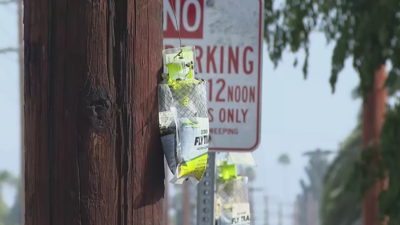Ratas, moscas y ahora larvas agravan la crisis en Boyle Heights tras incendio en Lineage