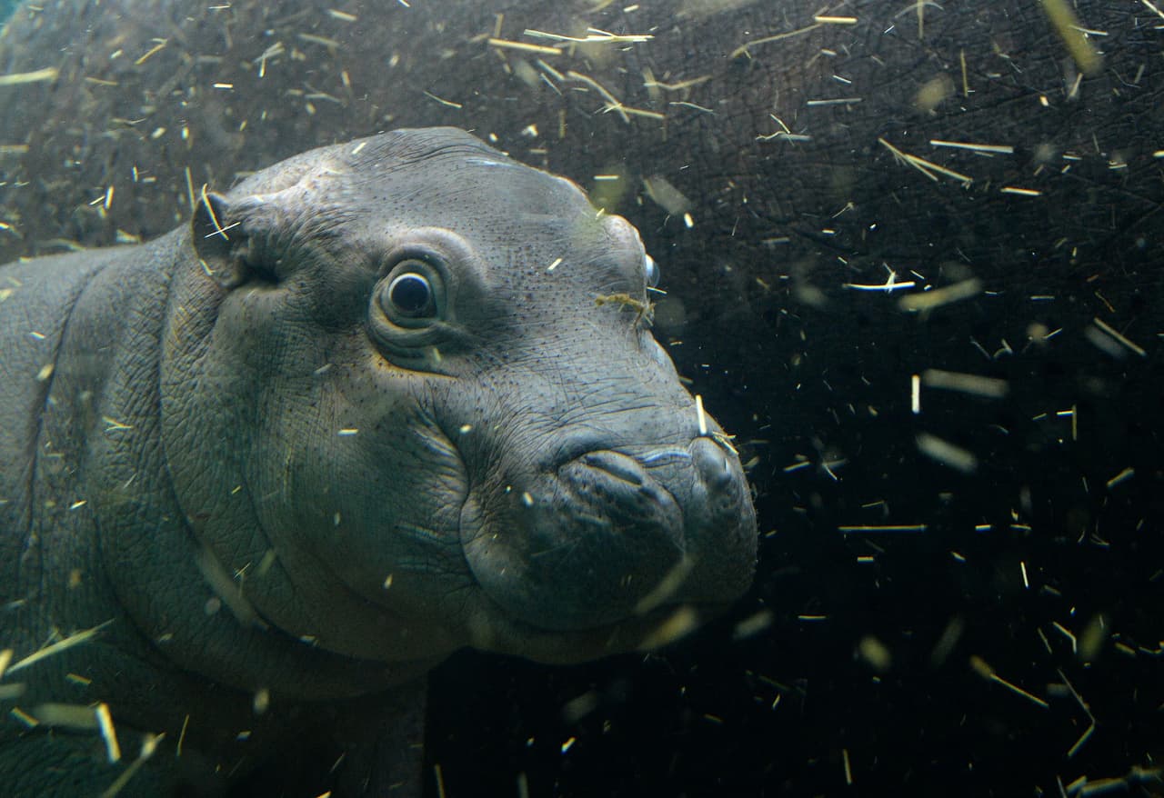 Este hipopótamo fue captado cuando tenía un mes de nacido en el zoológico de Praga, República Checa, el 24 de febrero. AFP / Michal Cizek.