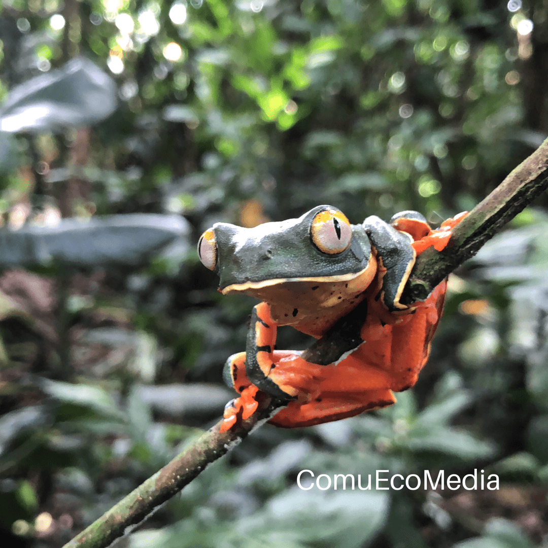 Las ranas se encuentran entre los animales más diversos de la tierra, con más de 7.000 especies distribuidas en varias partes del mundo. Son tan diversos que fácilmente pueden superar en número a los otros 
<a href="http://www.conservaciondeanfibios.org/" target="_blank">dos grupos de anfibios</a>: salamandras y cecilias.