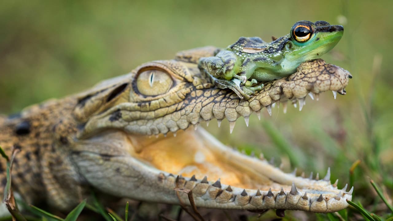 Woman Fends Off Crocodile with Chancla