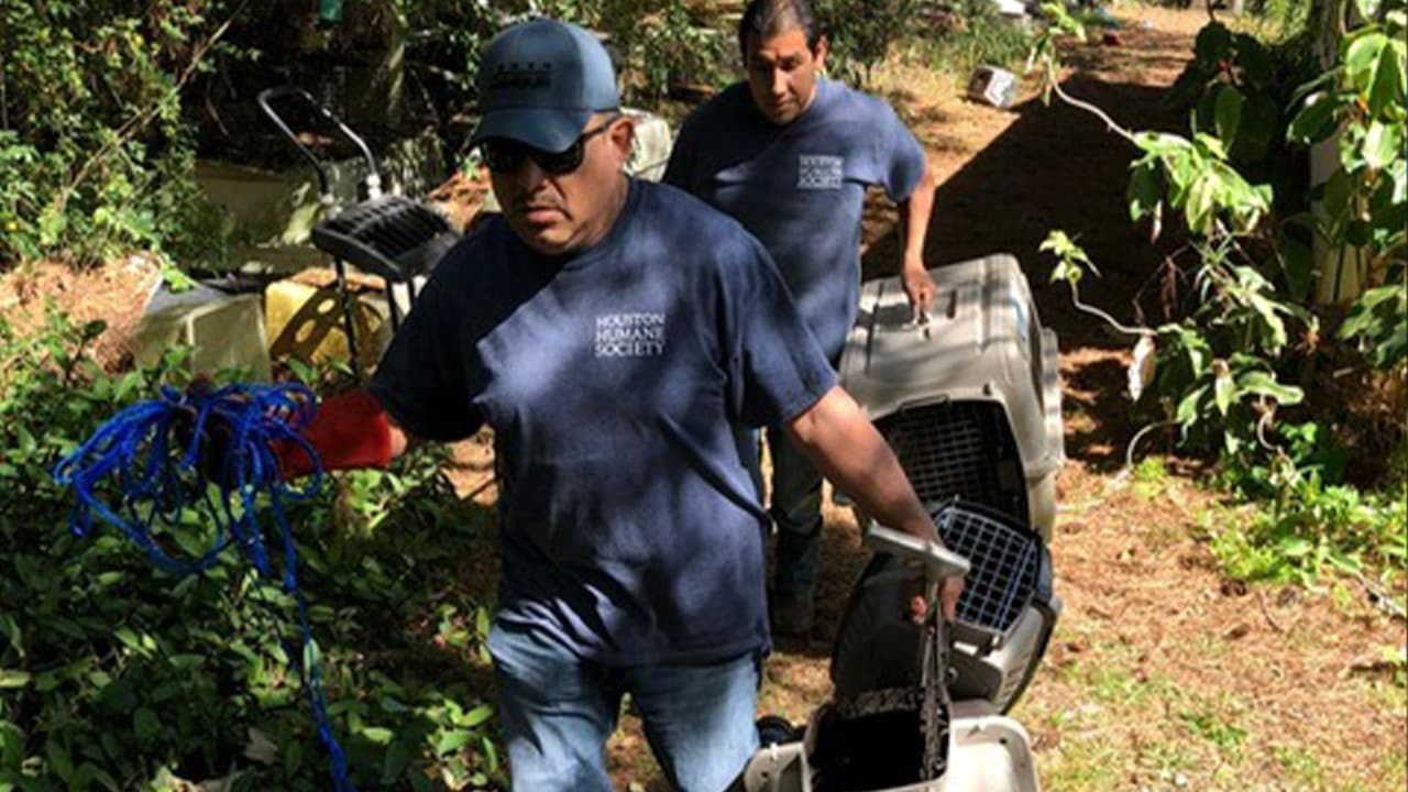 Participó en el rescate también la unidad de crueldad animal del condado Fort Bend