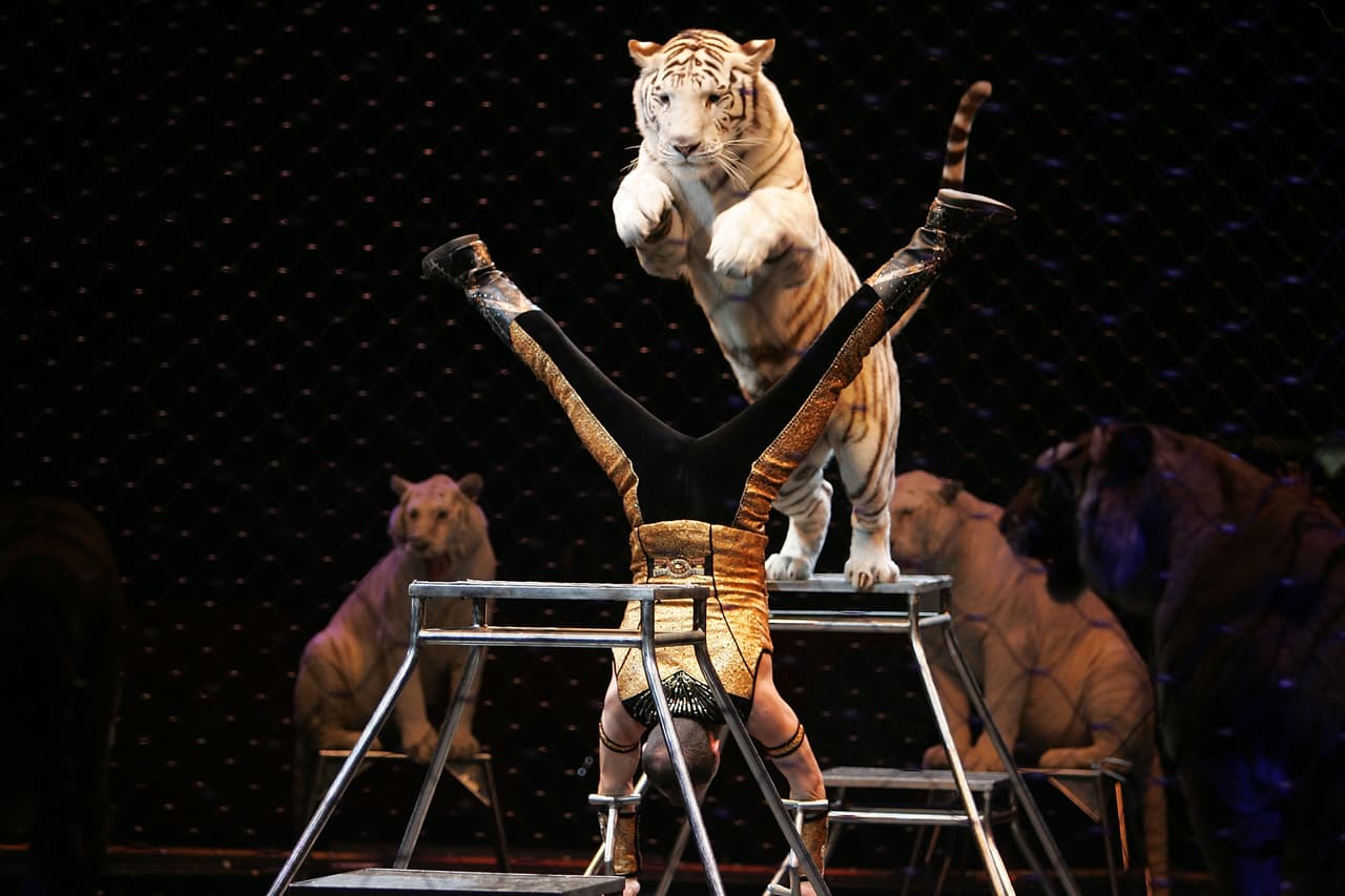 La decisión de cerrar el circo ya comienza a ser celebrada por grupos como PETA, que han peleado con los shows circences por dejar de trabajar con animales.