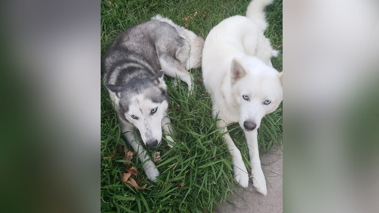 Nancy Arango - "Ellos son anny y Lobo les gusta mucho salir a pasear...🦴🦴🐕‍🦺"