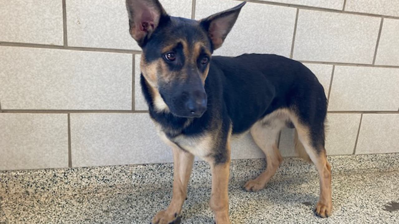 Al no poder cuidarlos, la organización sin fines de lucro rescató a los animales y los llevó a un refugio, según dicen en un comunicado.