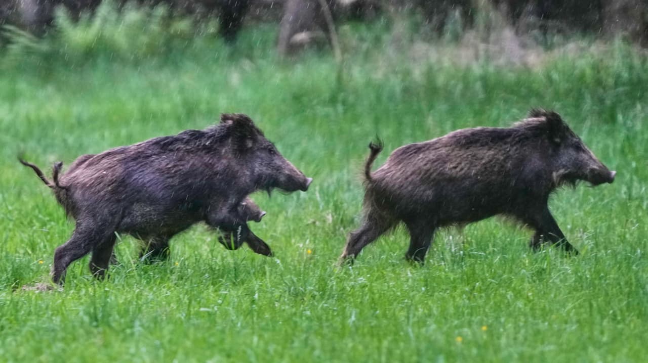 Jabalíes atemorizan vecindarios de Kissimmee; qué hacer ante su presencia