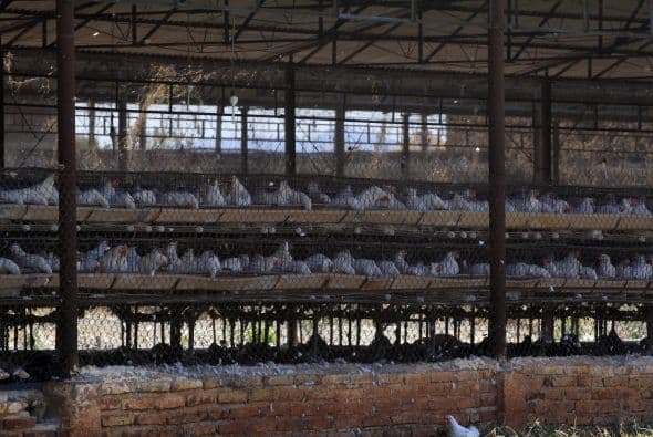 Otro brote de influenza aviar afectó a las granjas del oeste del país en junio pasado, cuando 22 millones de gallinas fueron sacrificadas, desencadenó un desabastecimiento de huevo en el país, donde este producto forma parte de la dieta básica.