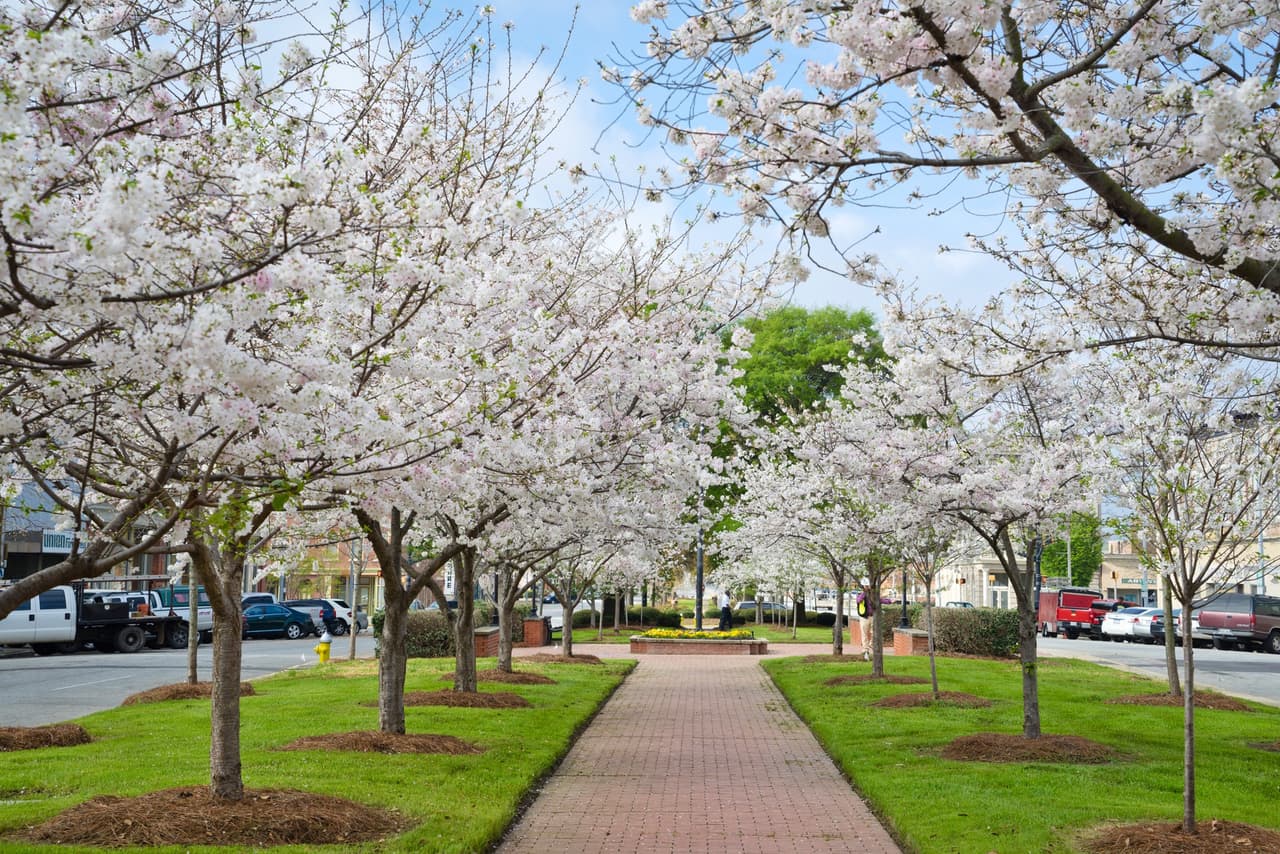 <b>International Cherry Blossom Festival in Macon</b>
<br>
<b>Fechas</b>: 15 al 24 de marzo 
<br>
<b>Lugar</b>: Macon, GA
<br>
<b>Sitio web</b>: 
<a href="https://cherryblossom.com/">https://cherryblossom.com/</a> 
<br>
<br>Durante dos semanas cada primavera, Macon se llena del espíritu del Festival Internacional de los Cerezos en Flor que se celebra anualmente. No podrás doblar una esquina sin ver algo rosa.