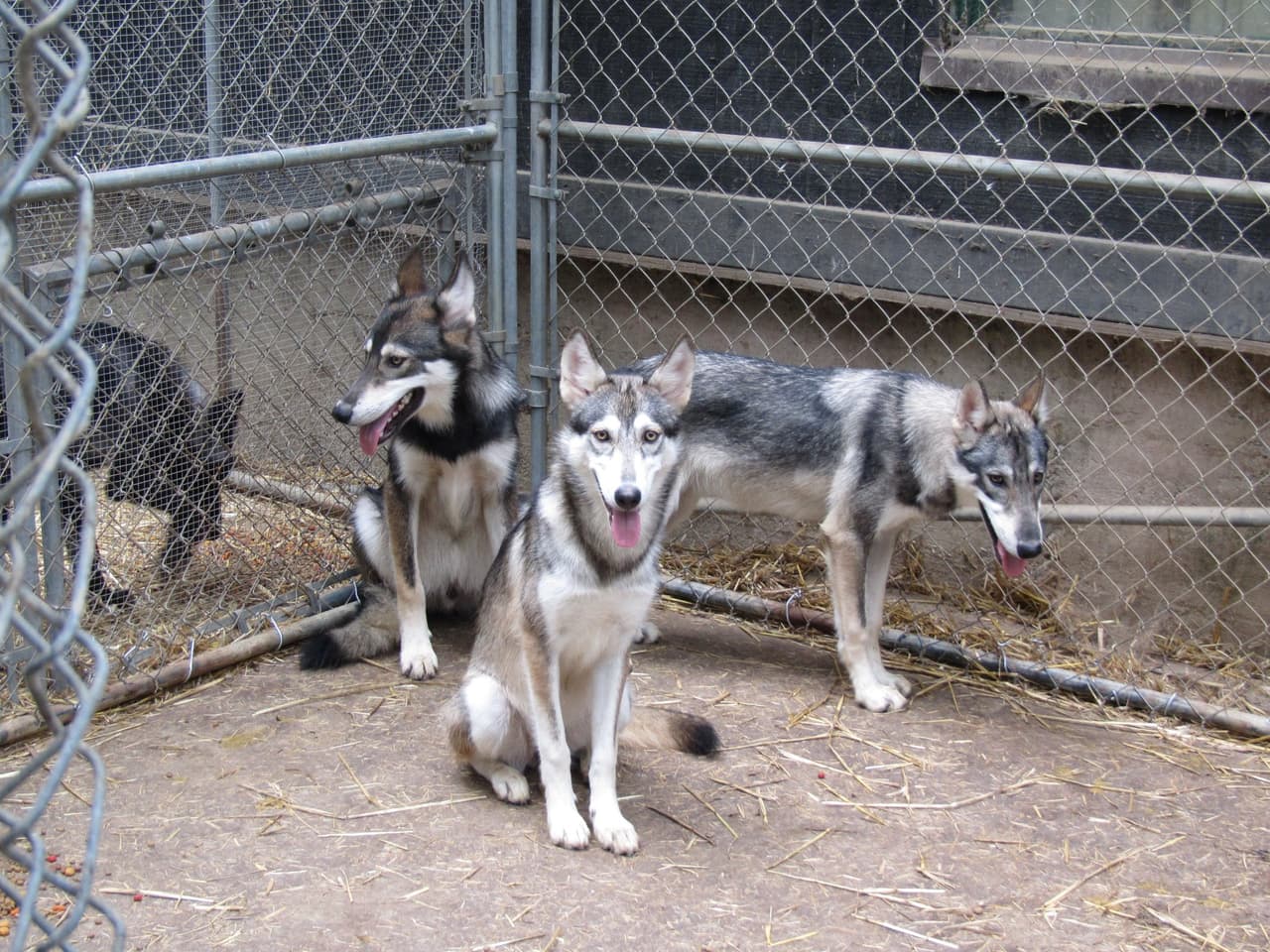 <b>Wolfs Anctuary of Pa. </b>
<br>Creado como un hogar para lobos desplazados y otras especies de cánidos, el santuario se ha convertido en una instalación educativa.
