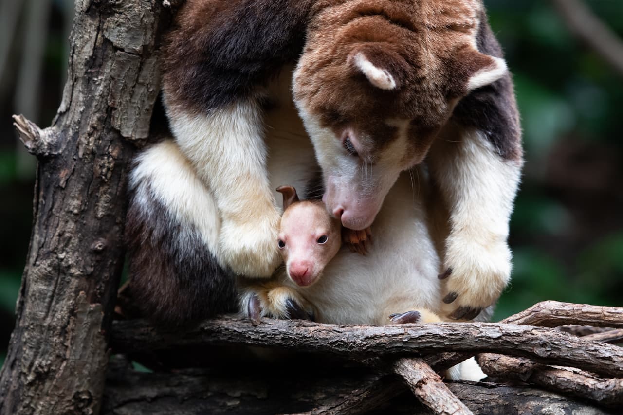 El canguro de árbol de Matschie es originario de Papúa Nueva Guinea, y vive en los bosques húmedos de montañas.