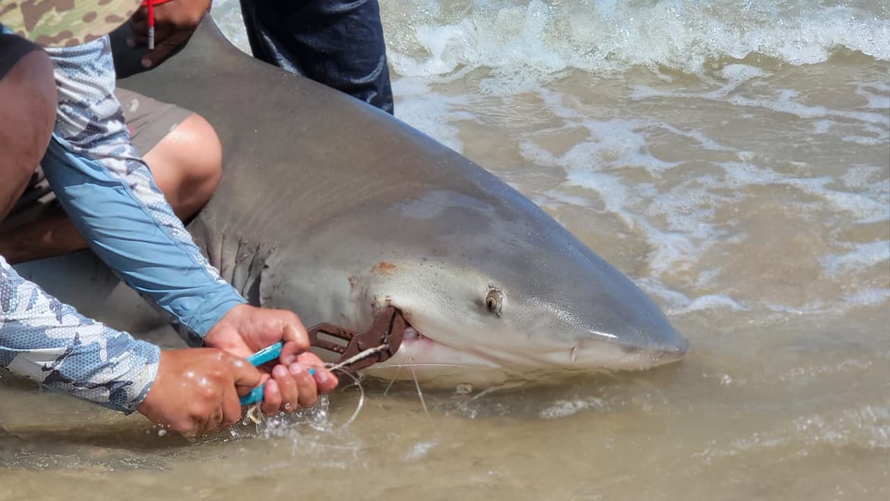 "Tienes que tener mucho cuidado con los tiburones especialmente cuando les estás quitando el anzuelo, estás bien cerca de la boca del tiburón entonces tienes que tener mucho cuidado, incluso cuando lo regresamos al mar lo tenemos que regresar a mano", continúa.