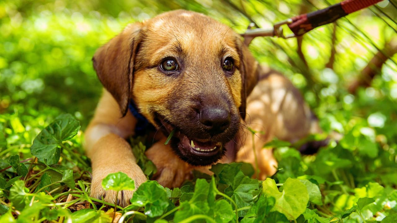Apoya a los refugios de animales en el norte de Texas: Lanzan campaña para recolectar suministros