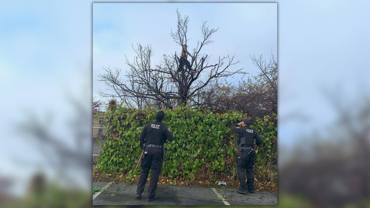 ¿Cómo llegó allí?: policía de Richmond rescata a hombre que quedó atrapado en un árbol