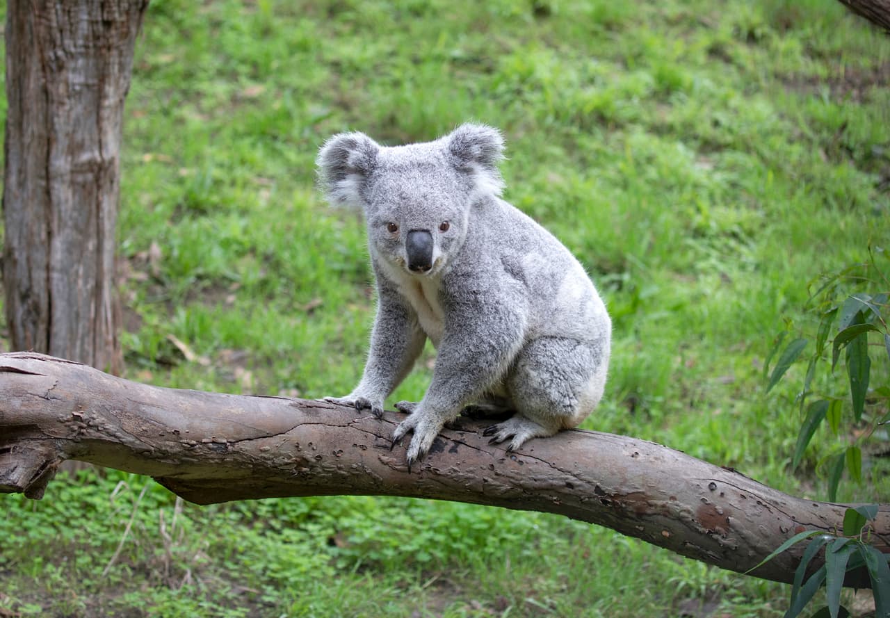 Los funcionarios del zoológico de San Francisco lanzaron un concurso que le dará la oportunidad a la comunidad de nombrar al nuevo integrante de su familia: un koala.