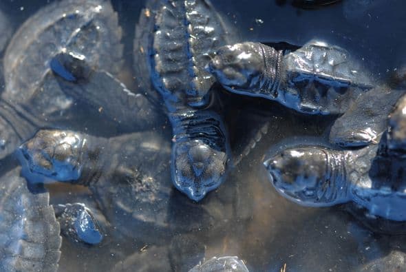 Niños de la zona bautizaron a la tortuga como "Corona del Mar", luego de que anidara en la playa La Bocanita, del departamento central de La Paz.
