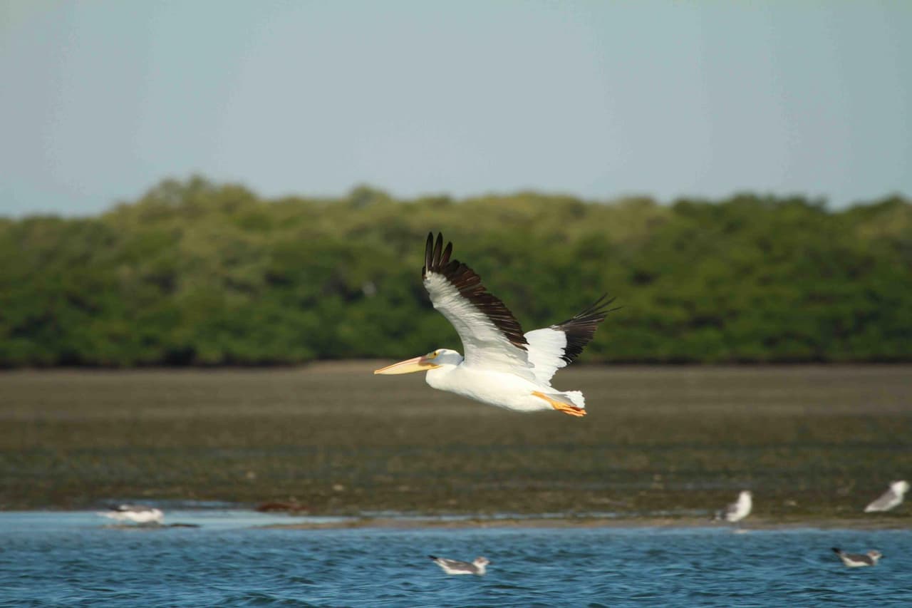 Otro ejemplo sorprendente de la importancia de los ecosistemas naturales del parque son las más de 328 especies de aves que los ornitólogos han documentado durante un lapso de 60 años. Cada año se añaden nuevas especies. La playa también sirve de refugio a la tortuga boba, que anida entre abril y septiembre.