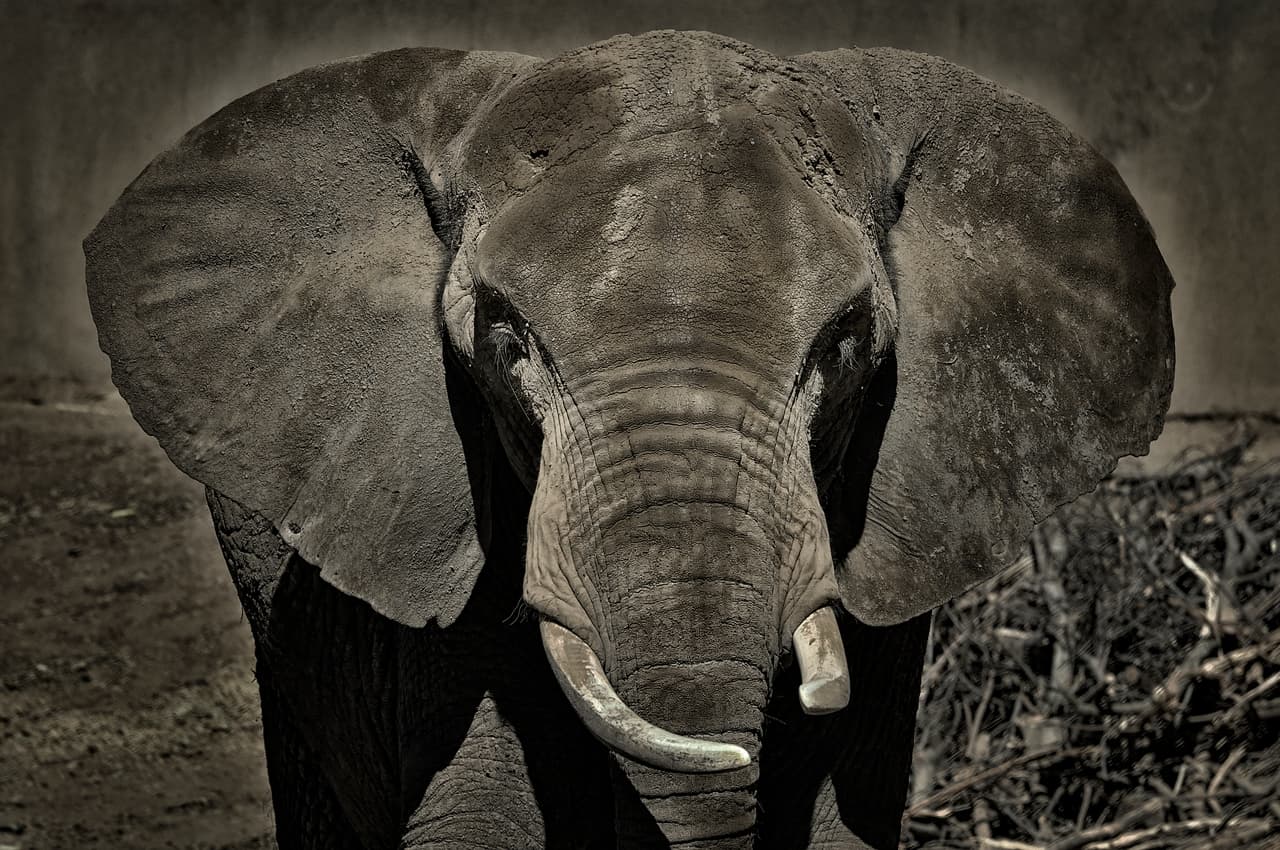 El área fue asegurada lo más rápido posible y el personal veterinario del zoológico atendió al elefante, pero descubrió que había fallecido."M'Dunda ha sido parte de nuestra familia del zoológico de Oakland durante 26 años, era un ser tan gentil y estaba muy unida a quienes cuidaban de ella. La extrañaremos mucho", dijo el Dr. Joel Parrott, presidente y CEO del zoológico de Oakland.