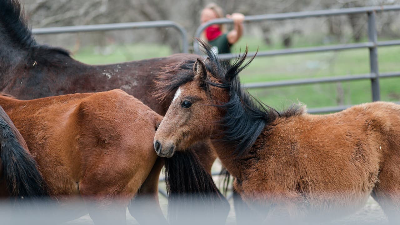 Los caballos están recibiendo la atención y nutrición necesaria. Serán rehabilitados por el equipo de equinos y animales de SPCA de Houston.