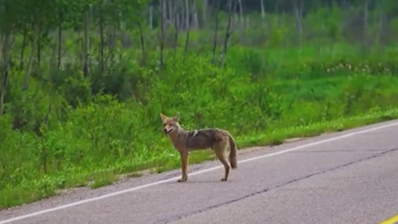 Residentes de La Villita reportan avistamientos de coyotes y expertos brindan recomendaciones ante esta situación