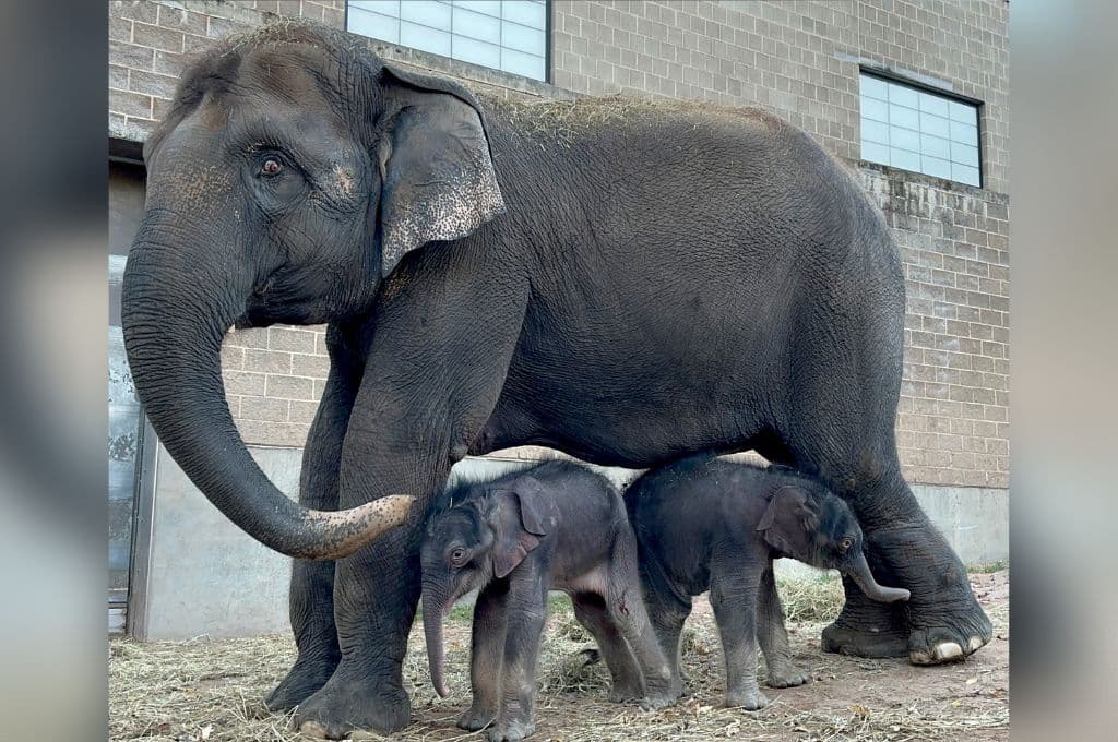 Zoológico de NY presenta a sus nuevos inquilinos: dos elefantes asiáticos recién nacidos