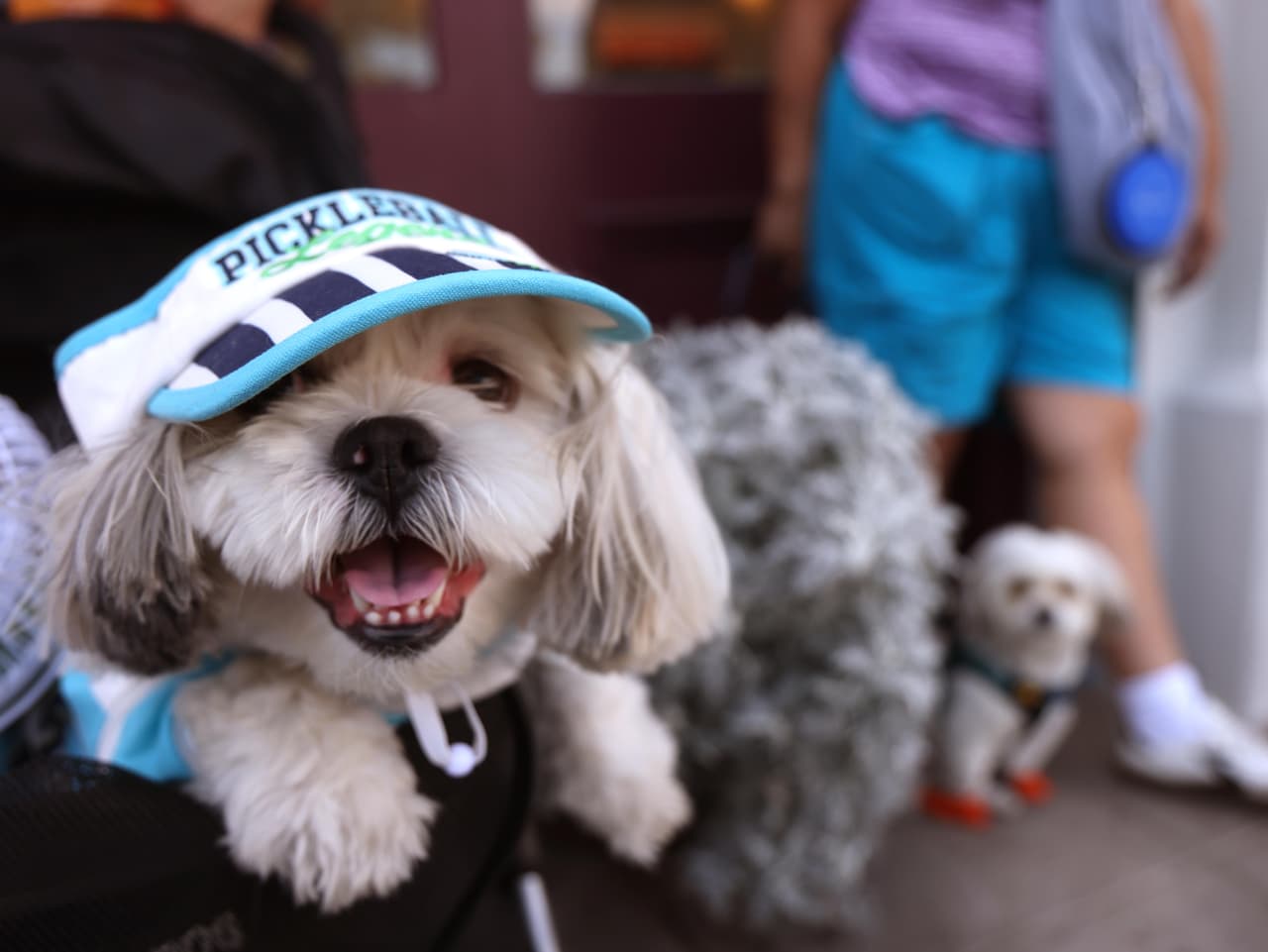 Con su vicera puesta, 'Presley' esperó junto a sus 'hermanos' a que su dueña, Blanca Rodríguez, les avisara que tenían que moverse para ir al encuentro con el arzobispo de Los Ángeles, California.