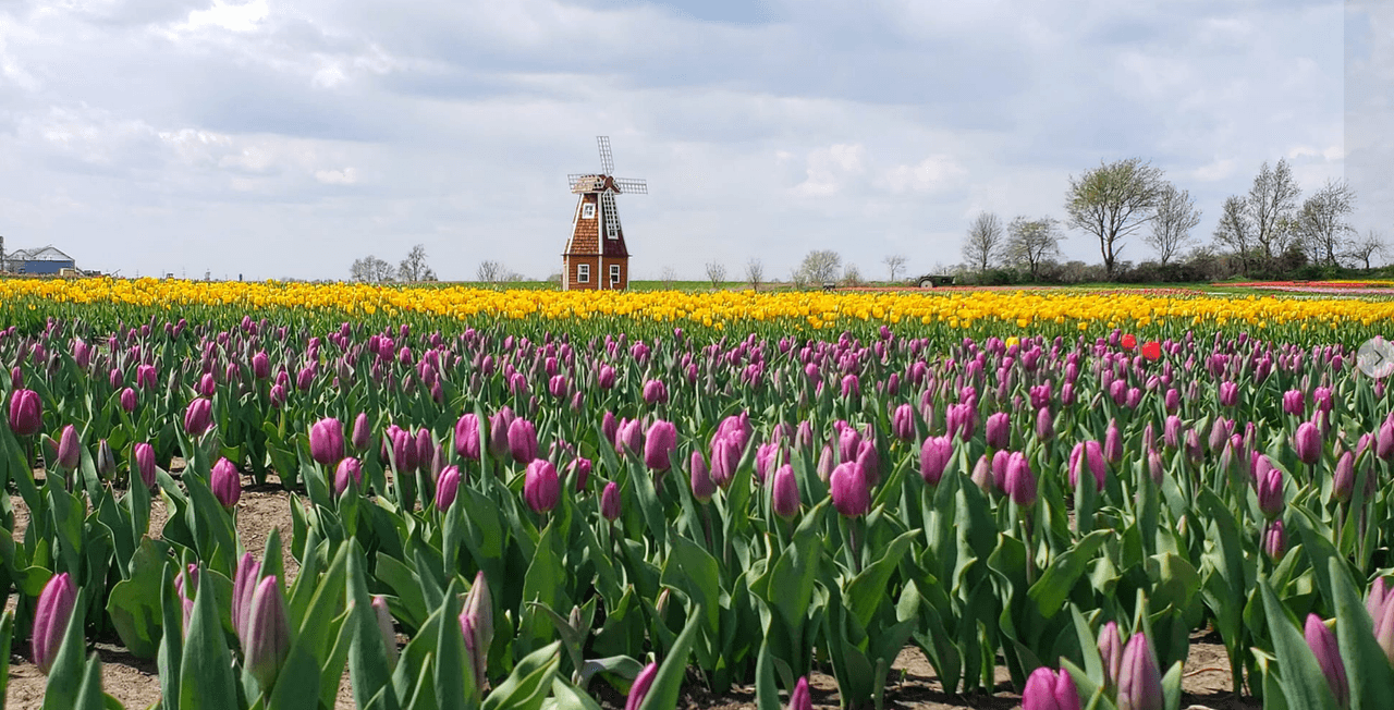 Granja familiar de Kuipers Family ubicada en 1N318 Watson Rd, Maple Park, IL, United States, Illinois. Encuentra aquí los precios